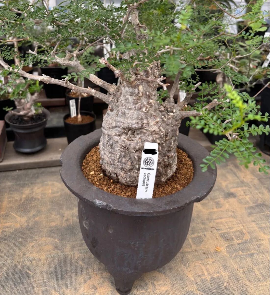 目立った傷や汚れなし】1円スタート 鶴仙園購入 オペルクリカリア