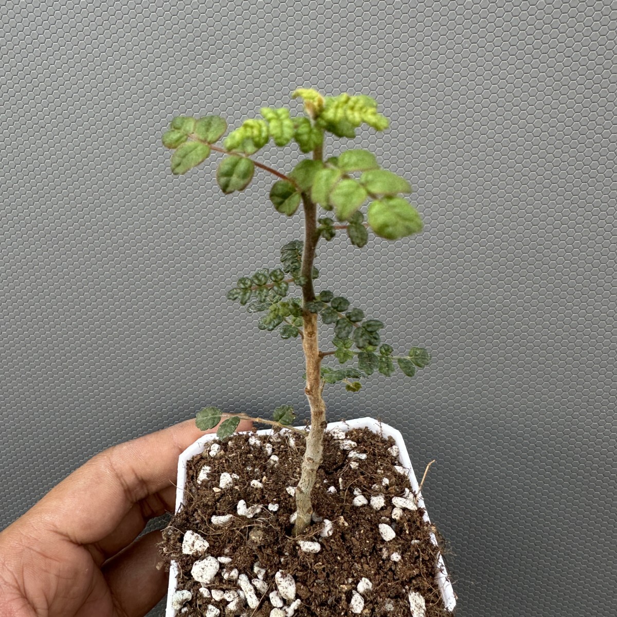 コミフォラ プラニフロンス Commiphora planifrons 実生 2 【公式通販】
