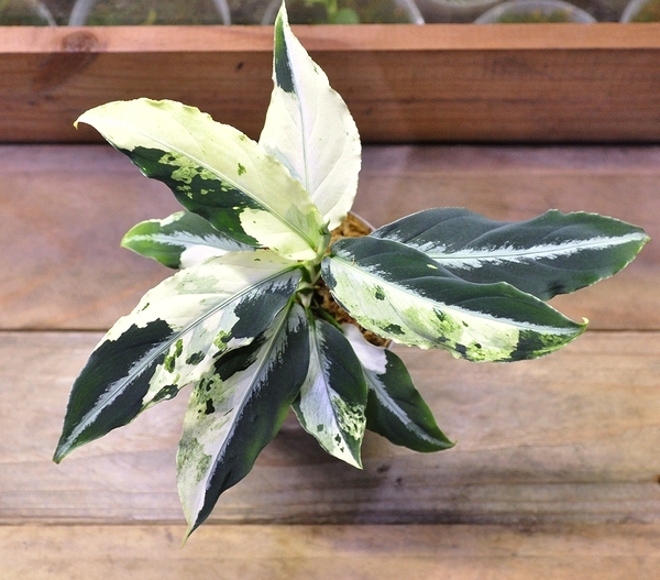 未使用】アグラオネマ☆Aglaonema pictum 