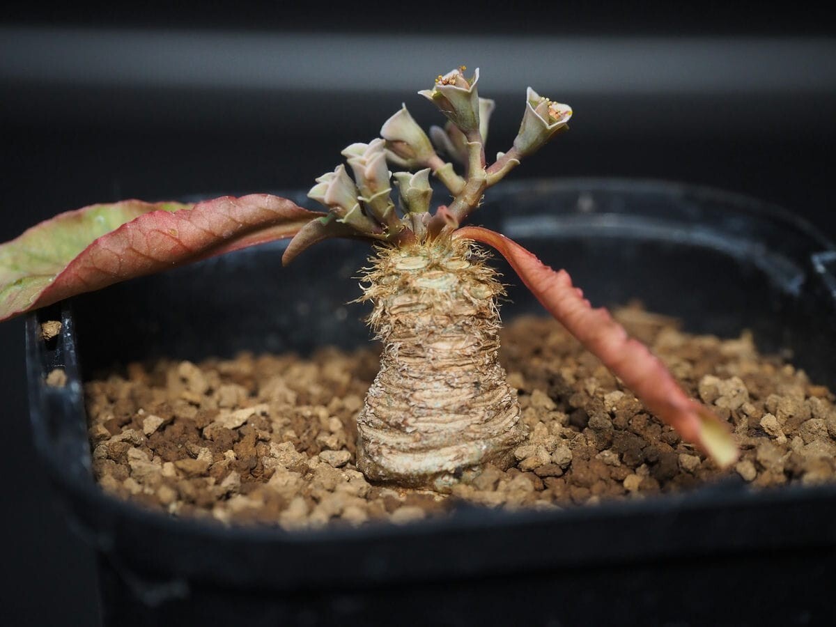 新品】H3 □ 多肉植物 □ ユーフォルビア スパポダ/スバポーダ
