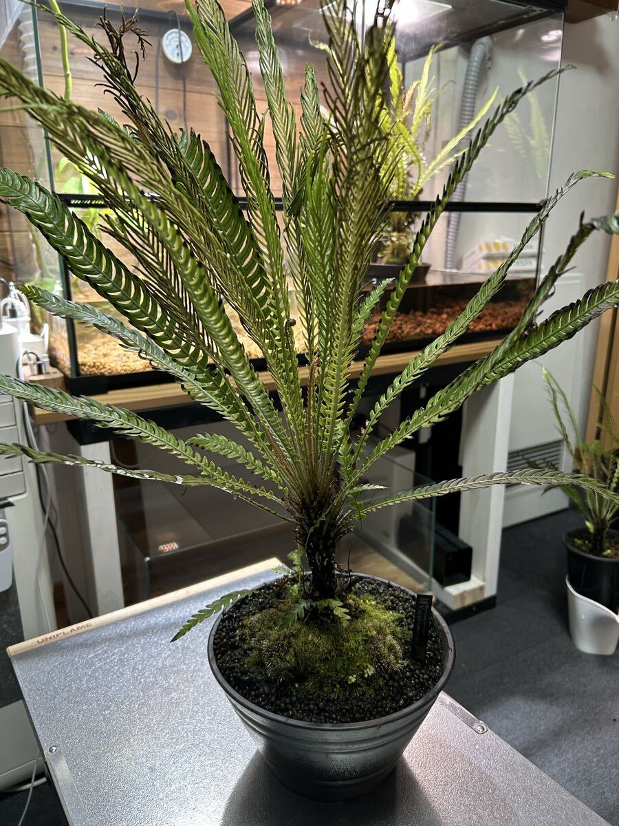 大株☆胞子葉4枚あり☆Blechnum obtusatum var obtusatum☆ケース入り