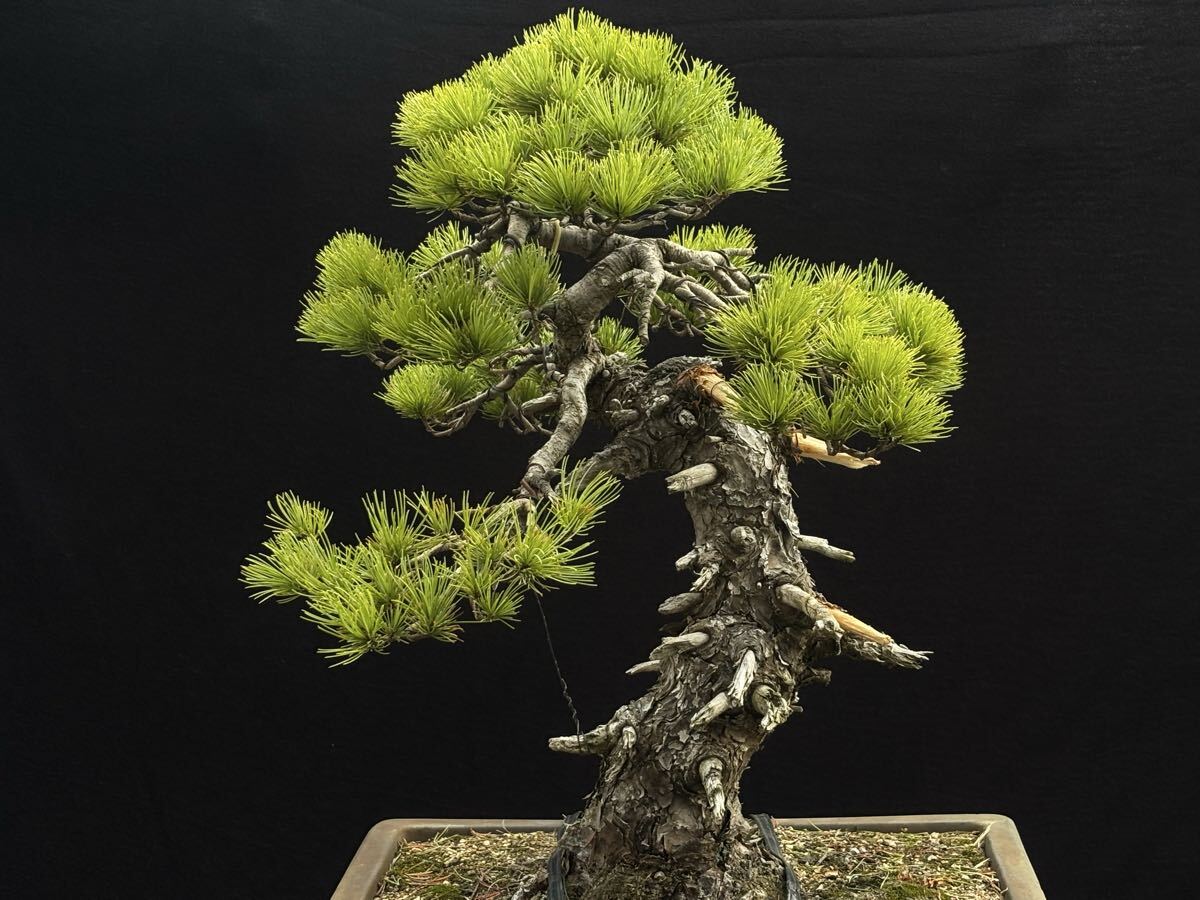 盆栽 ＜根上がりの芸術＞ 中品 根上がり 五葉松 上下33cmの落札情報