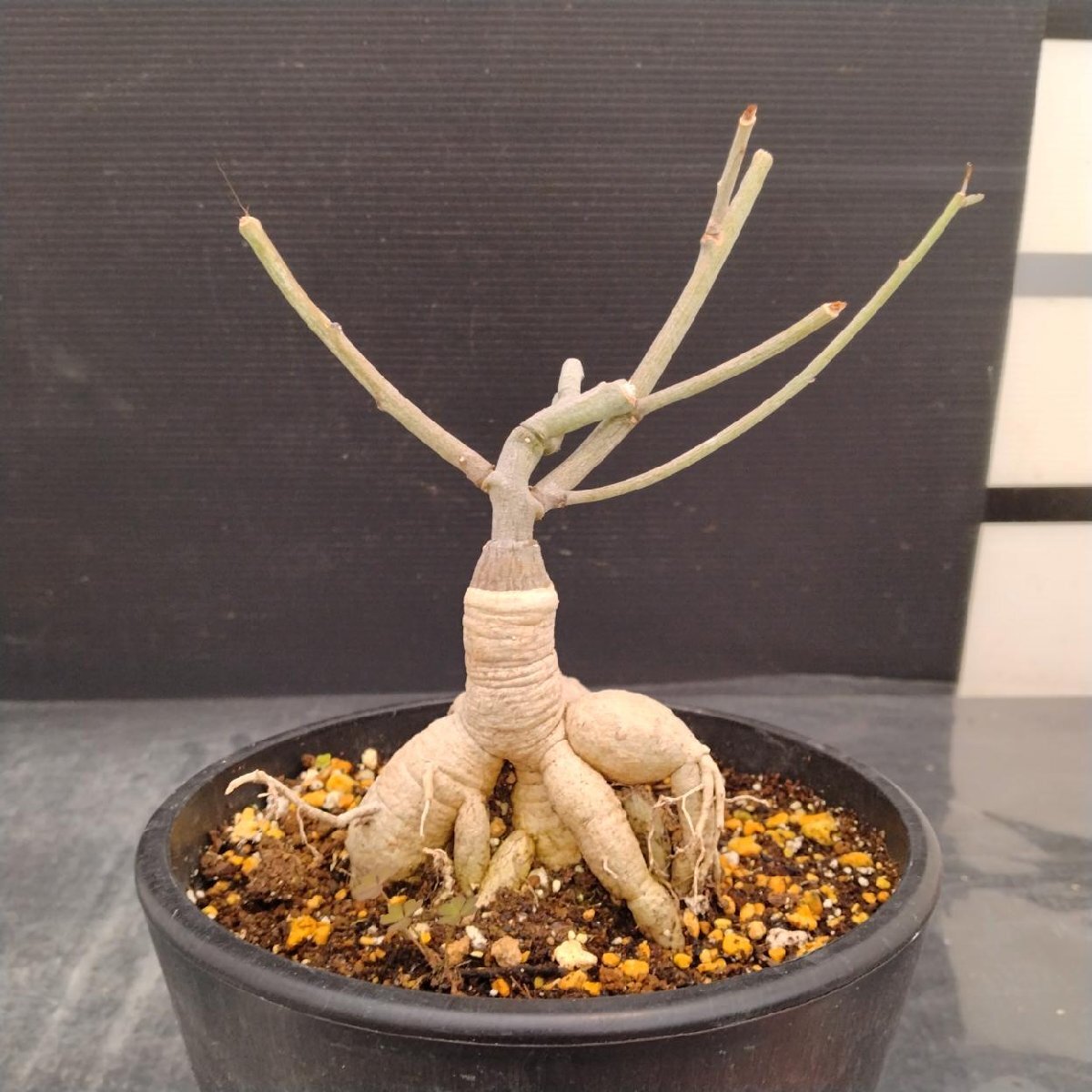 新品】○植物 #06 Adenia subsessilifolia アデニア サブセシリ