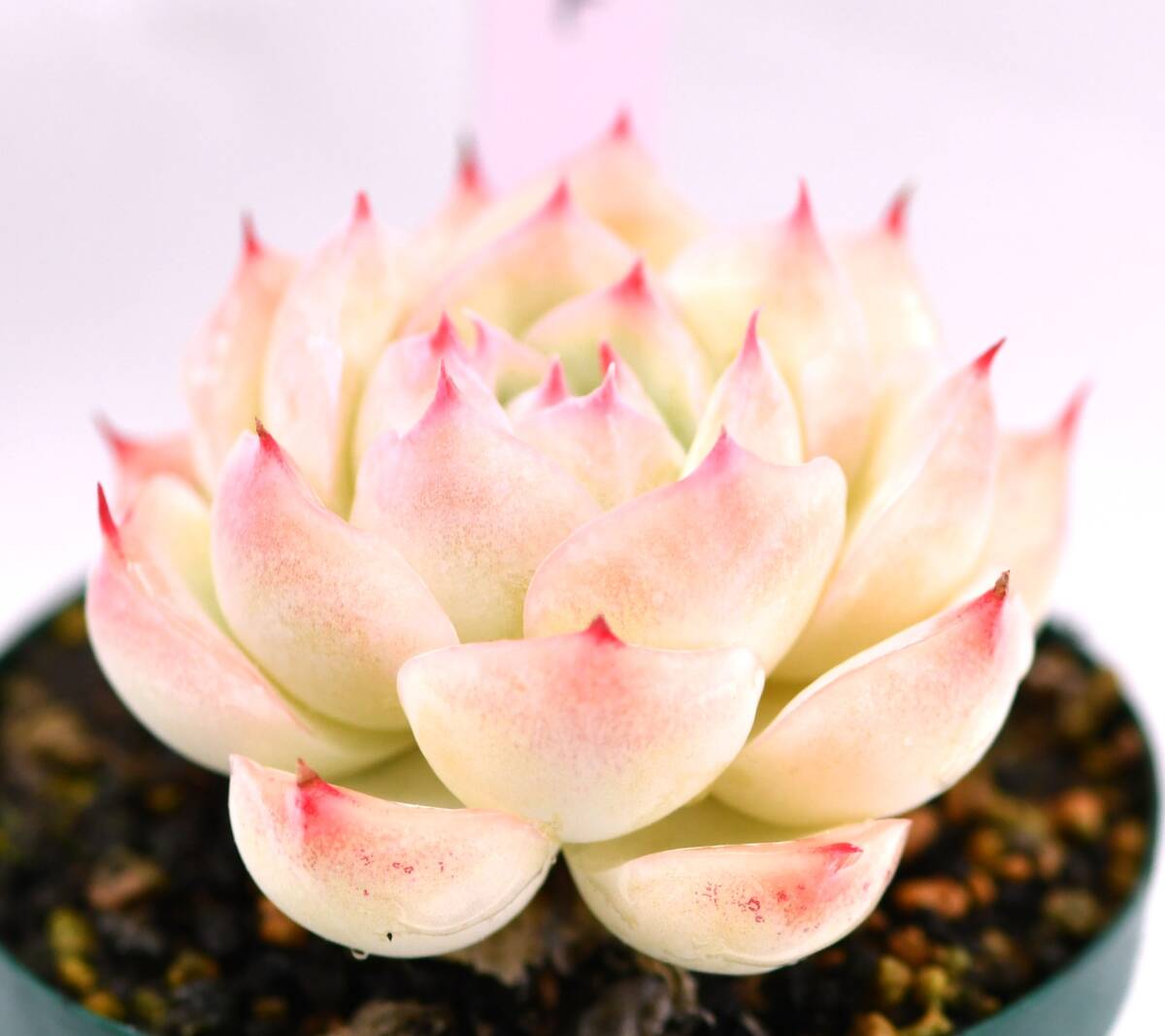 観葉植物 ヤシ チャメドレア テネラ 中株 幹太め メタリック調 レア 硬