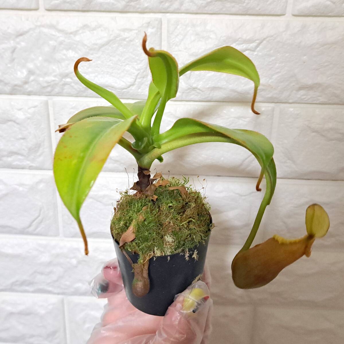 新品】食虫植物 nepenthes macrophylla ウツボカズラ ネペンテス