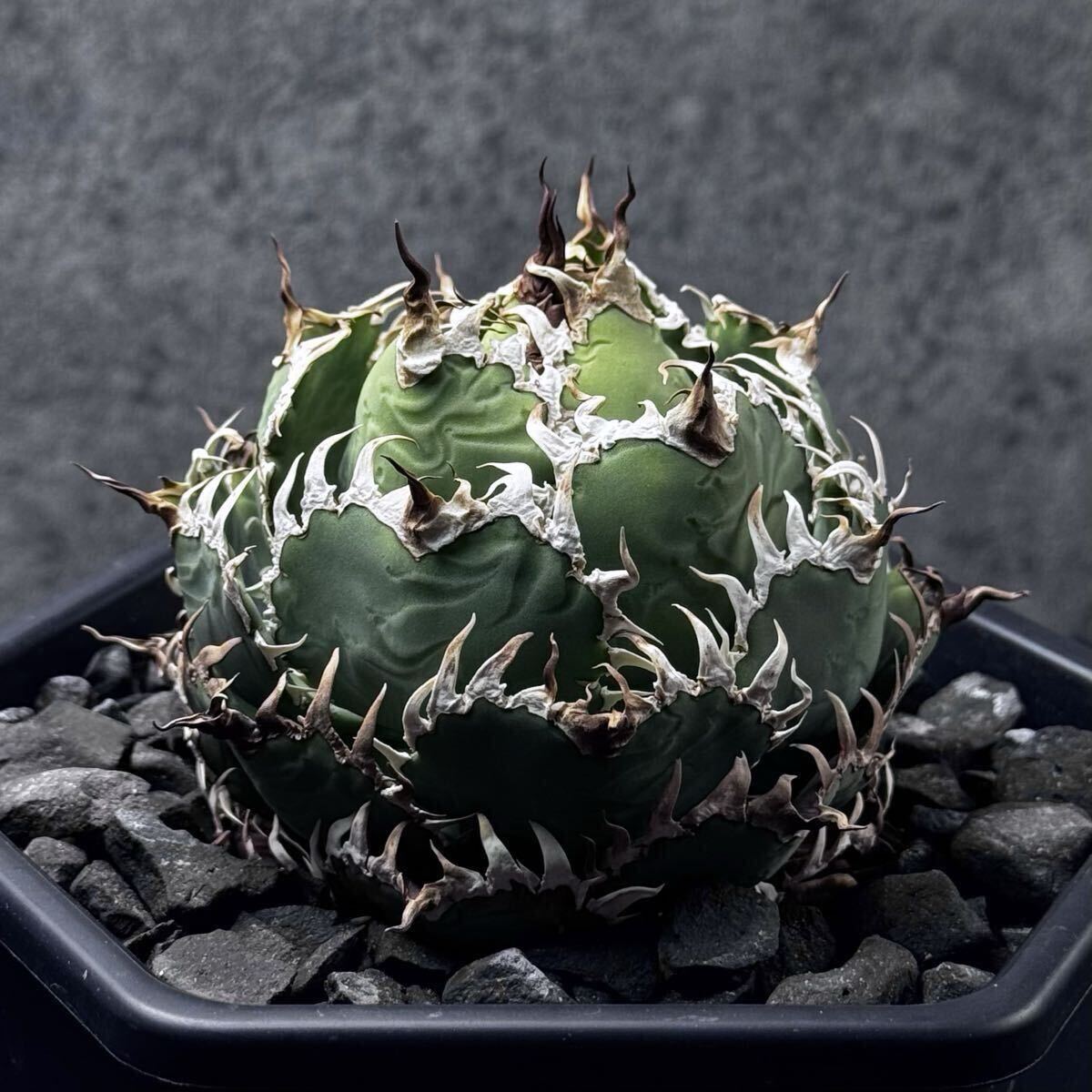 agave titanota filigree アガベ チタノタ フィリグリー 多頭タイプ