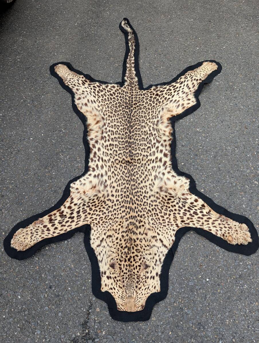 希少品/現状品 虎 剥製毛皮絨毯 全長約200㎝ 国際希少野生動物植物登録