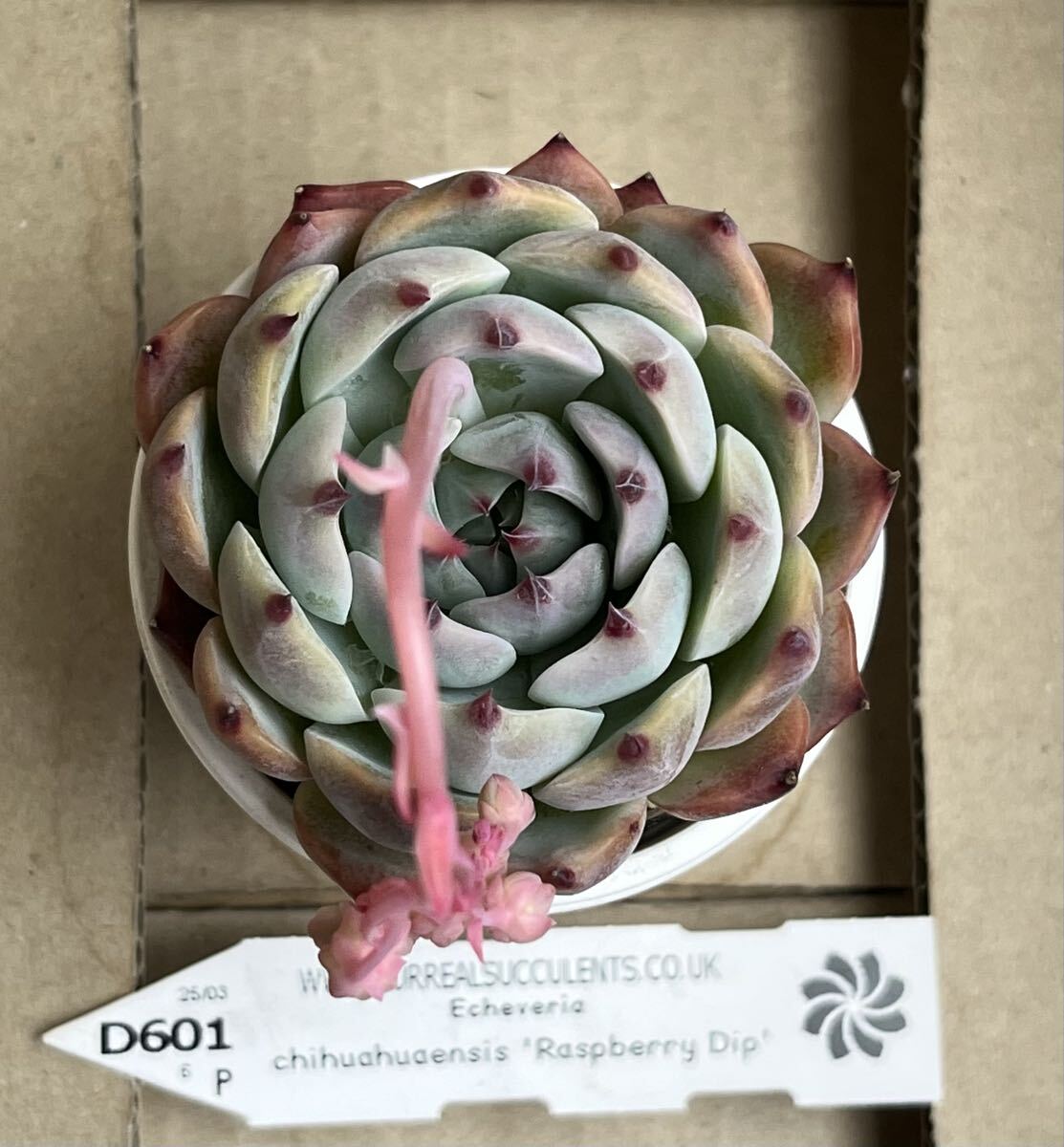 チワワエンシス錦（覆輪大苗） ＊ エケベリア 多肉植物の落札情報詳細