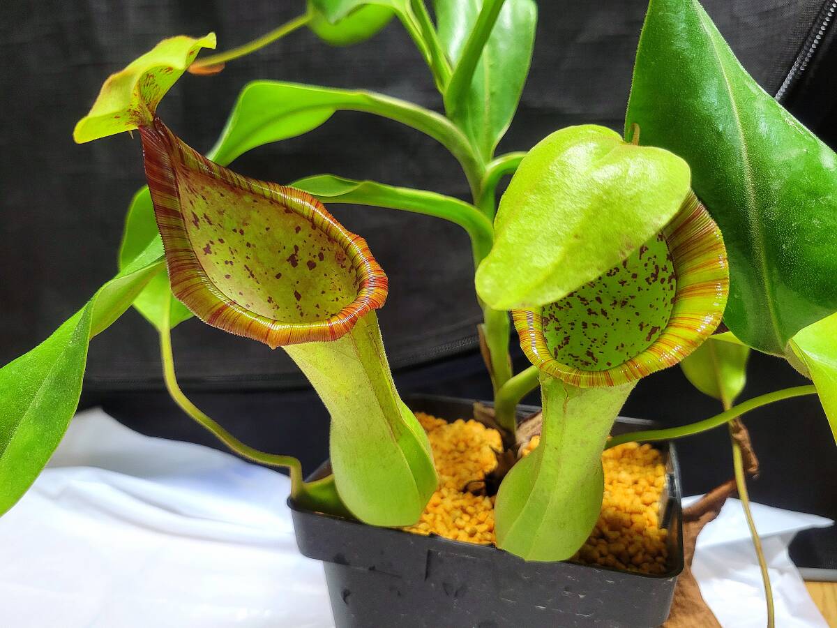 新品】高山性 ネペンテス ジャンバン Nepenthes jamban 食虫植物