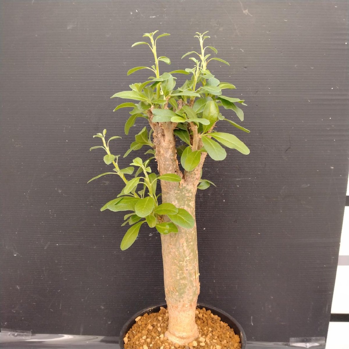 新品】Sesamothamnus lugardii セサモタムナス ルガルディー