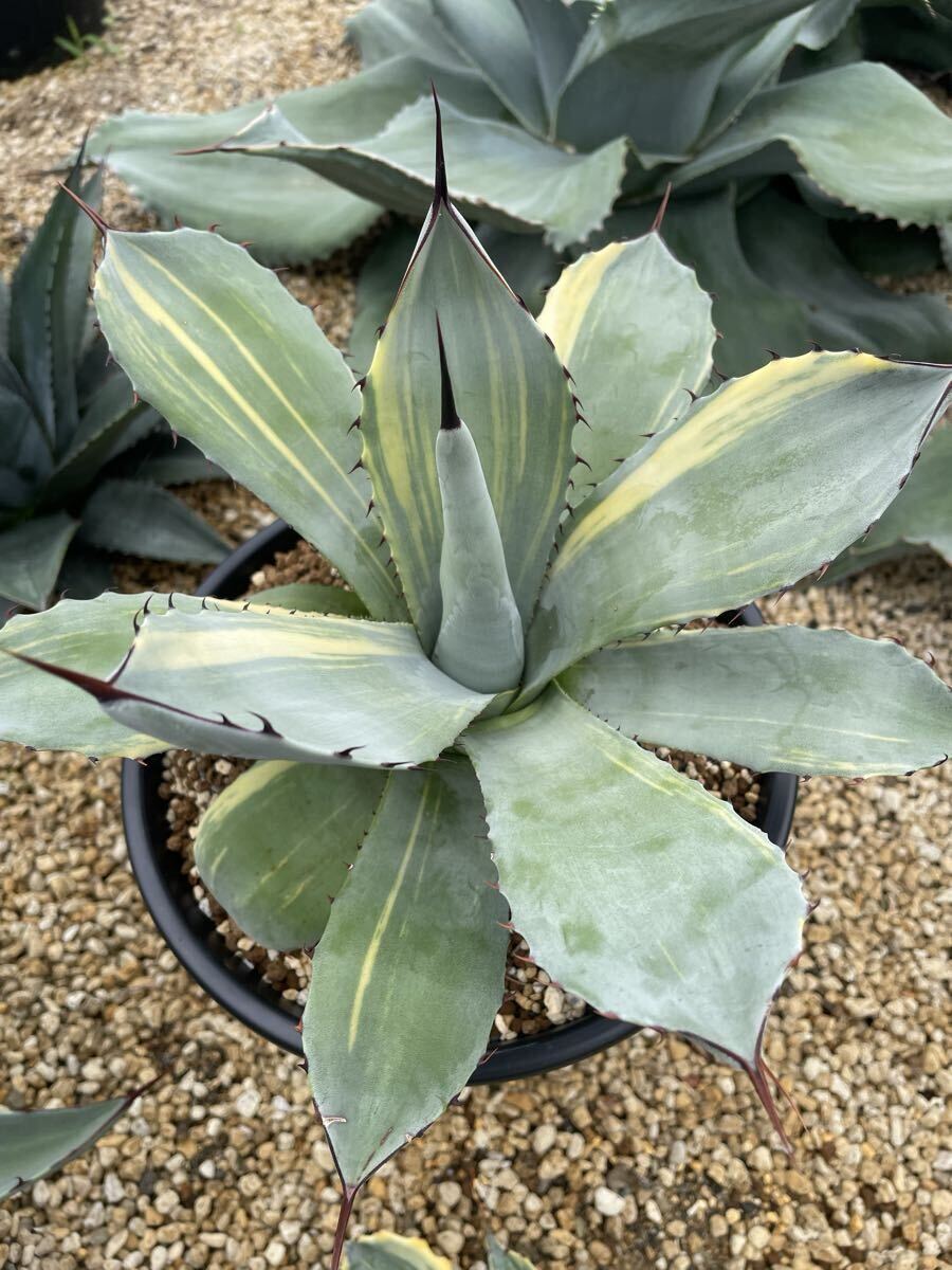 新品】アガベ パリー オリザバ Agave parryi var. truncata Orizaba