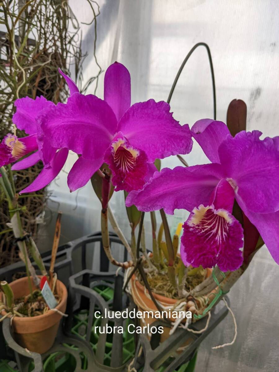 新品】洋蘭 原種 カトレア C.lueddemanniana 'Inferno' (OG)の落札情報
