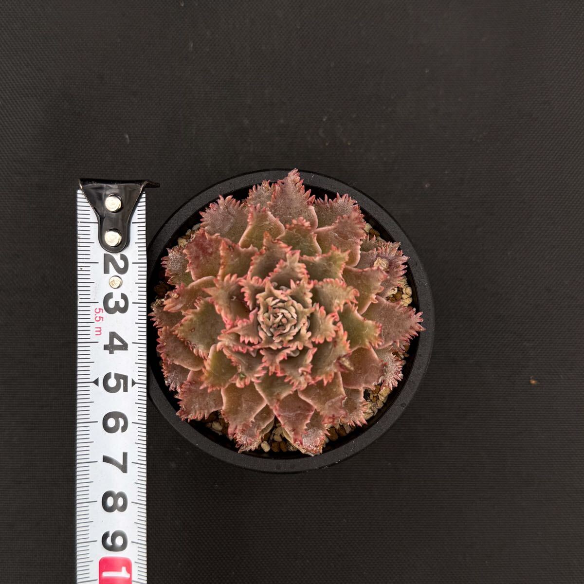 シュガーゼリー ＊ グラプトベリア 多肉植物 エケベリアの落札情報詳細