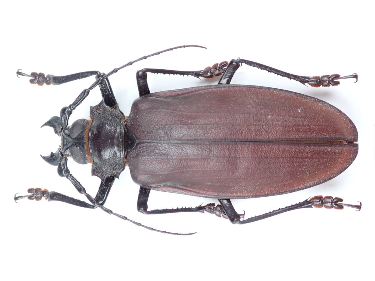 昆虫標本 タイタンオオウスバカミキリ Titanus giganteus 147mmの落札