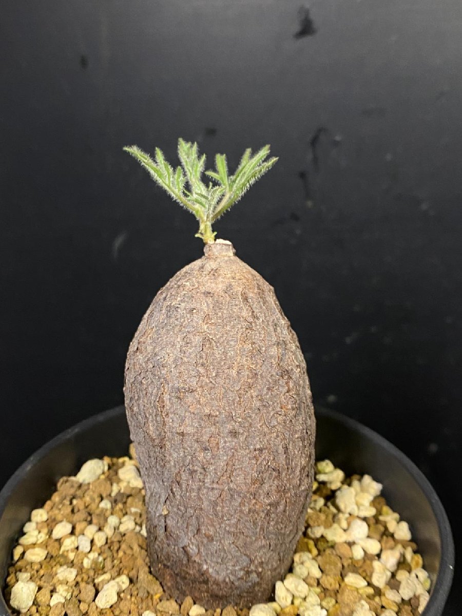 塊根植物　キフォステンマ　モンタグナッキー現地球　発根済 新品】Cyphostemma montagnacii キフォステンマ モンタグナッキーの
