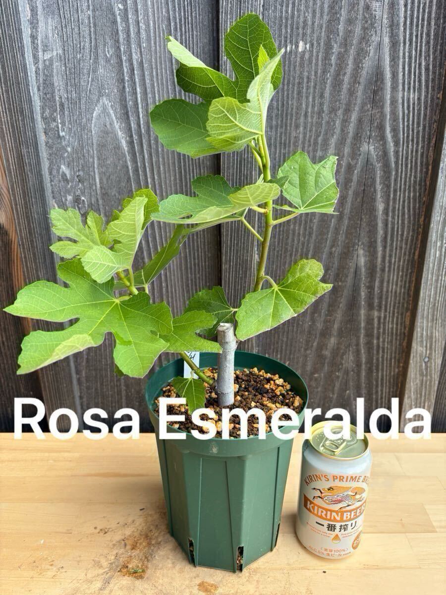 Rosa Esmeralda イチジク苗木 Rosa Esmeralda イチジク苗木 Rosa Esmeralda イチジク苗木 イチジク
