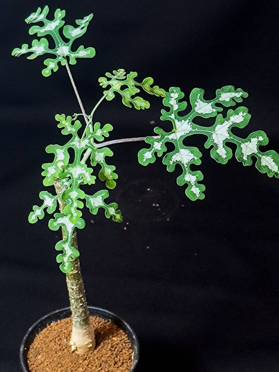 植物】アデニア ペリエリ Adenia perrieriの落札情報詳細 - Yahoo