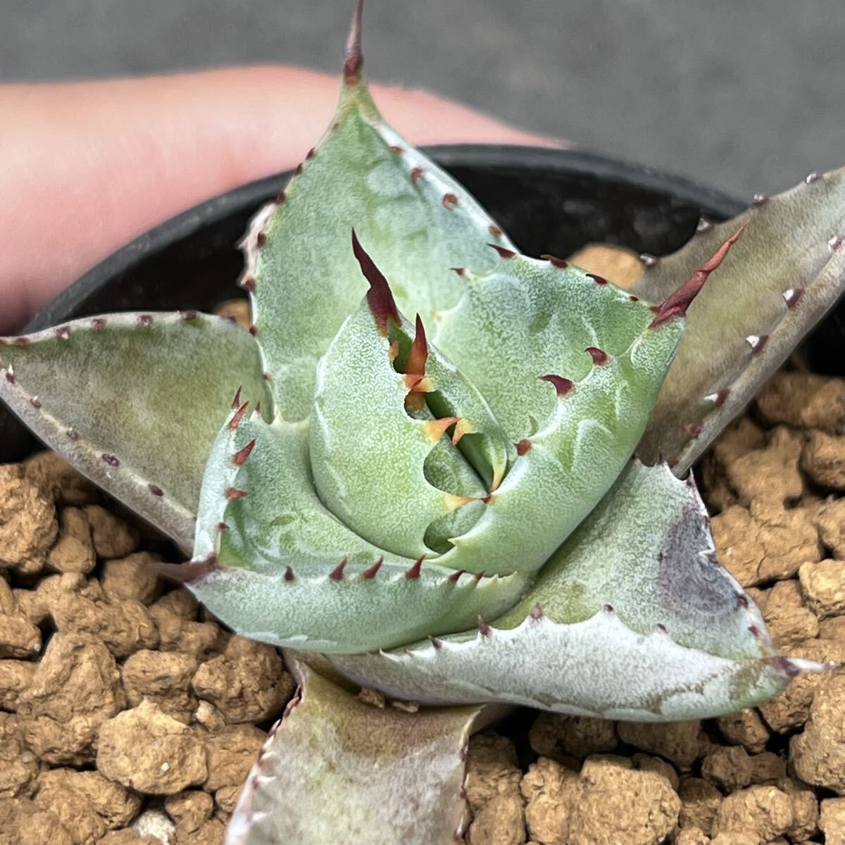 agave isthmensis princess crown アガベ イススメンシス プリンセス