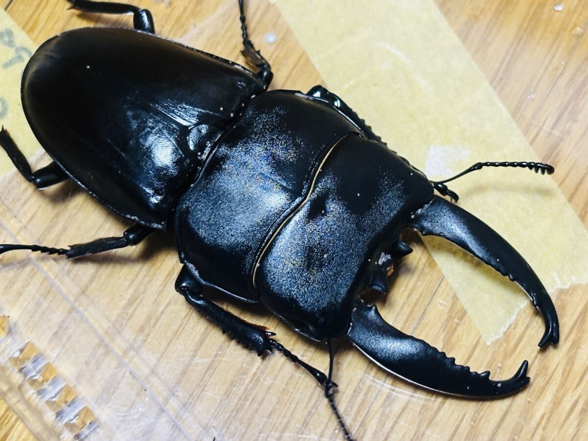 ムシキングアダー完結編アルキデスオオヒラタクワガタ＆パラワンオオ