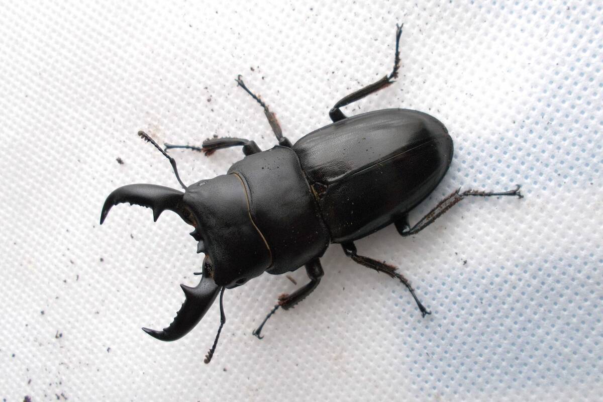 昆虫標本 台湾 屏東縣 ペア タイワンヒラタクワガタ Dorcus titanus