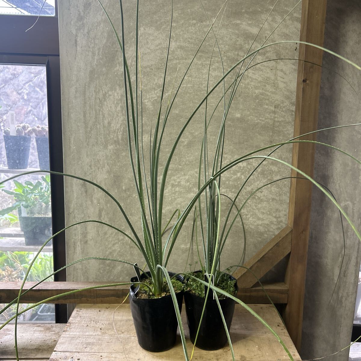 中古】希少 ダシリリオン・グラウコフィラム Dasylirion glaucophyllum