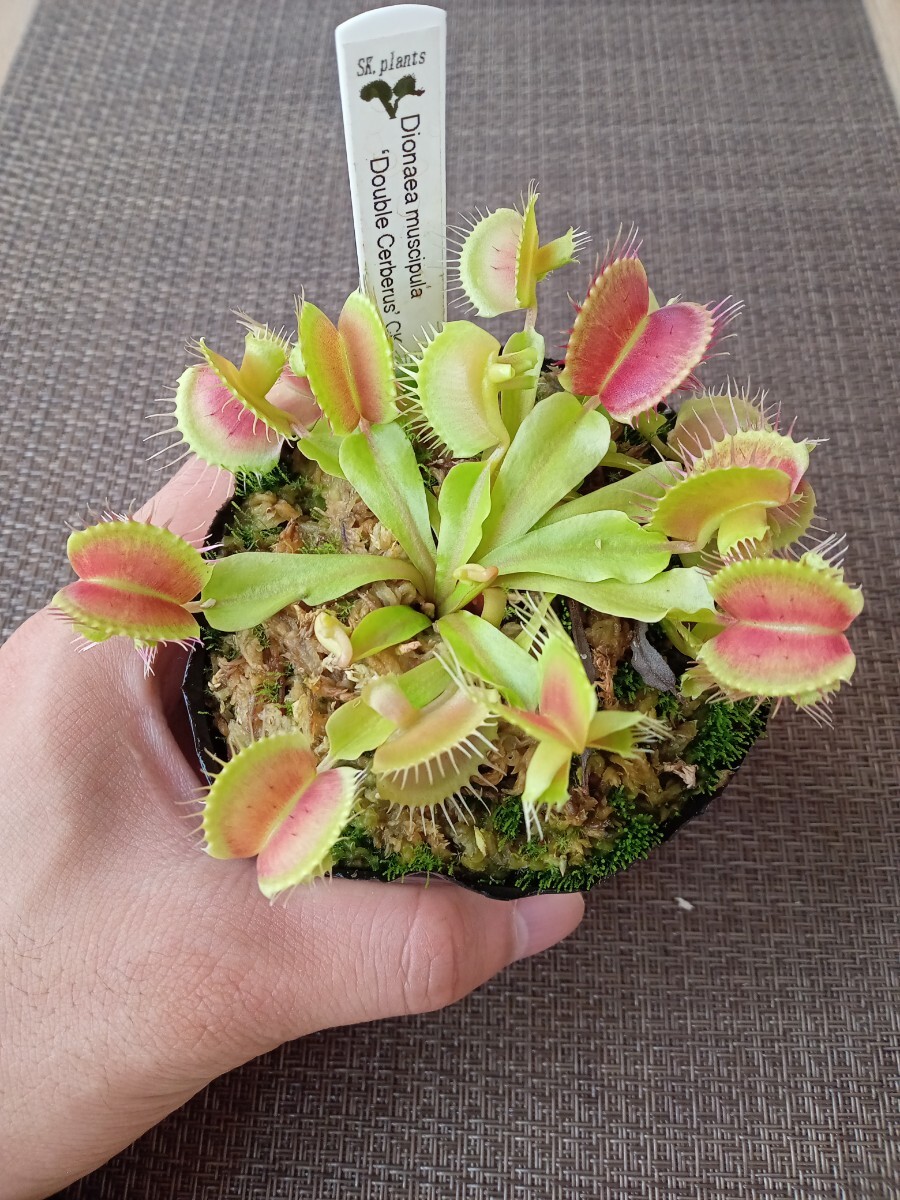 Dionaea muscipula「Cerberus」 1株 ハエトリソウ 食虫植物の落札情報