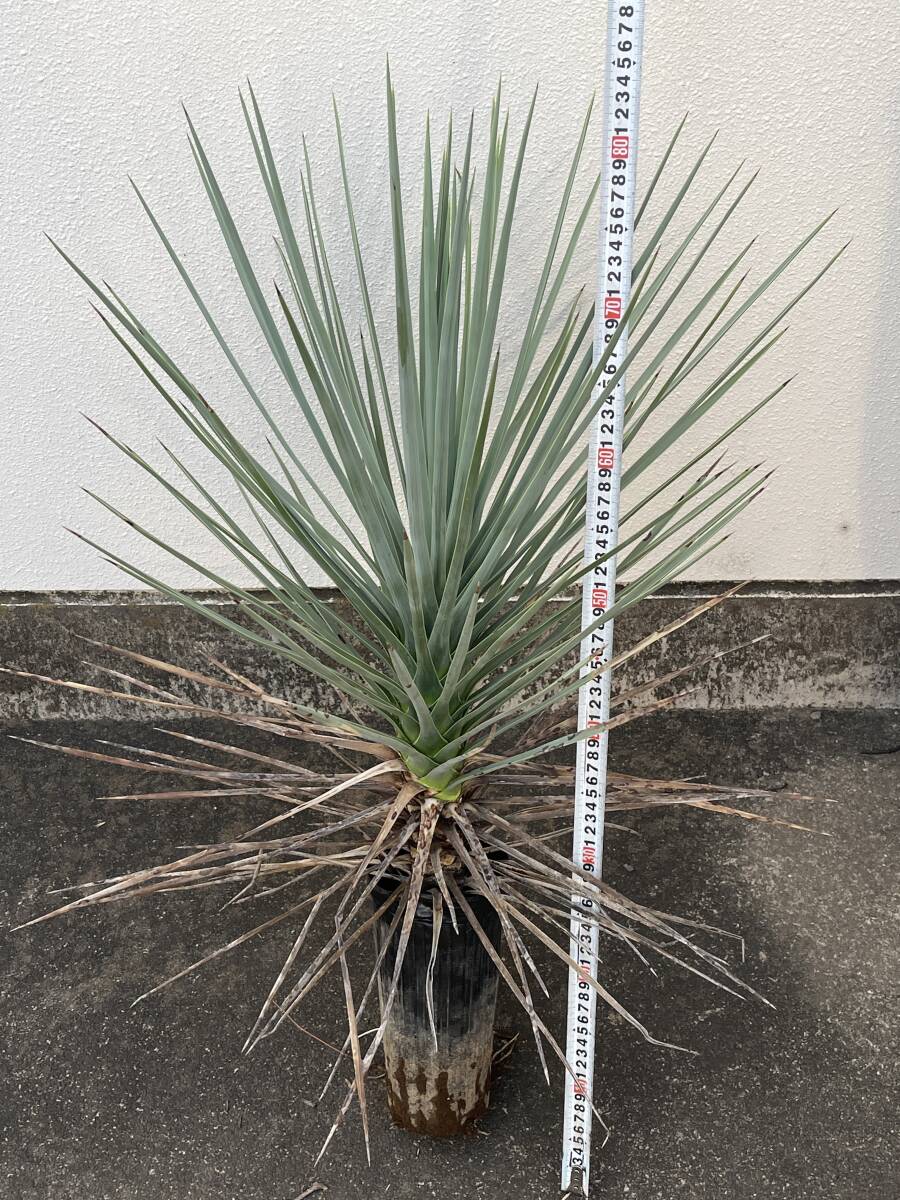 中古】☆ ユッカ・ジョシュアツリー Yucca brevifolia ''現地株