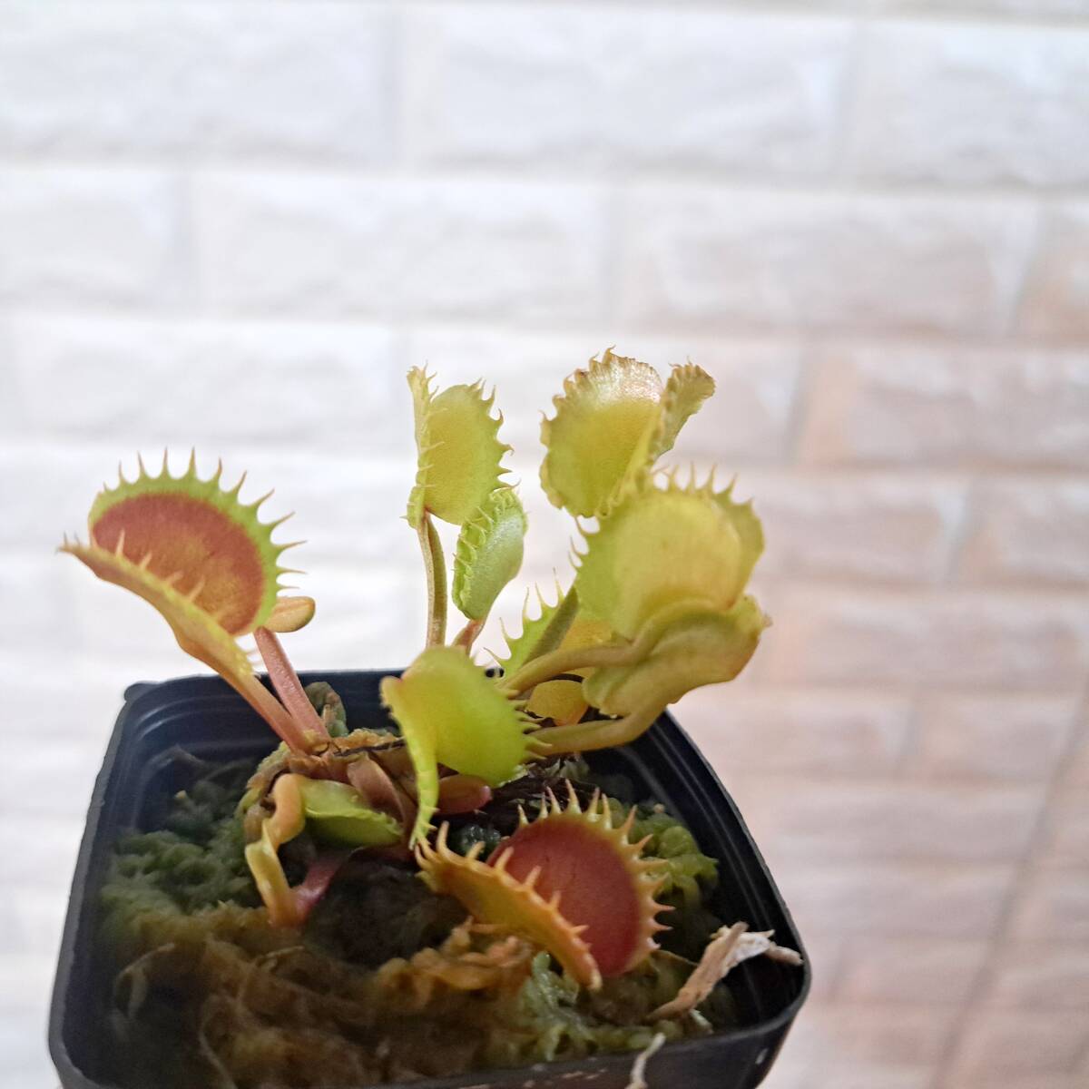 食虫植物 ハエトリソウ ワーウルフ dionaea muscipula werewolf