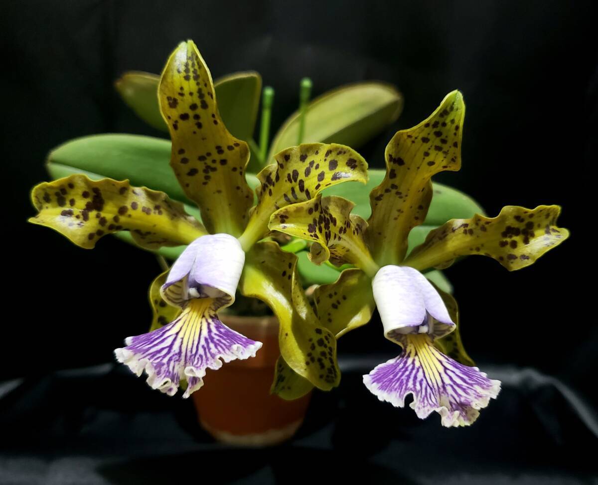 栽培品】洋蘭原種カトレアC schilleriana 'Aphri' SM/JOGA 開花中の