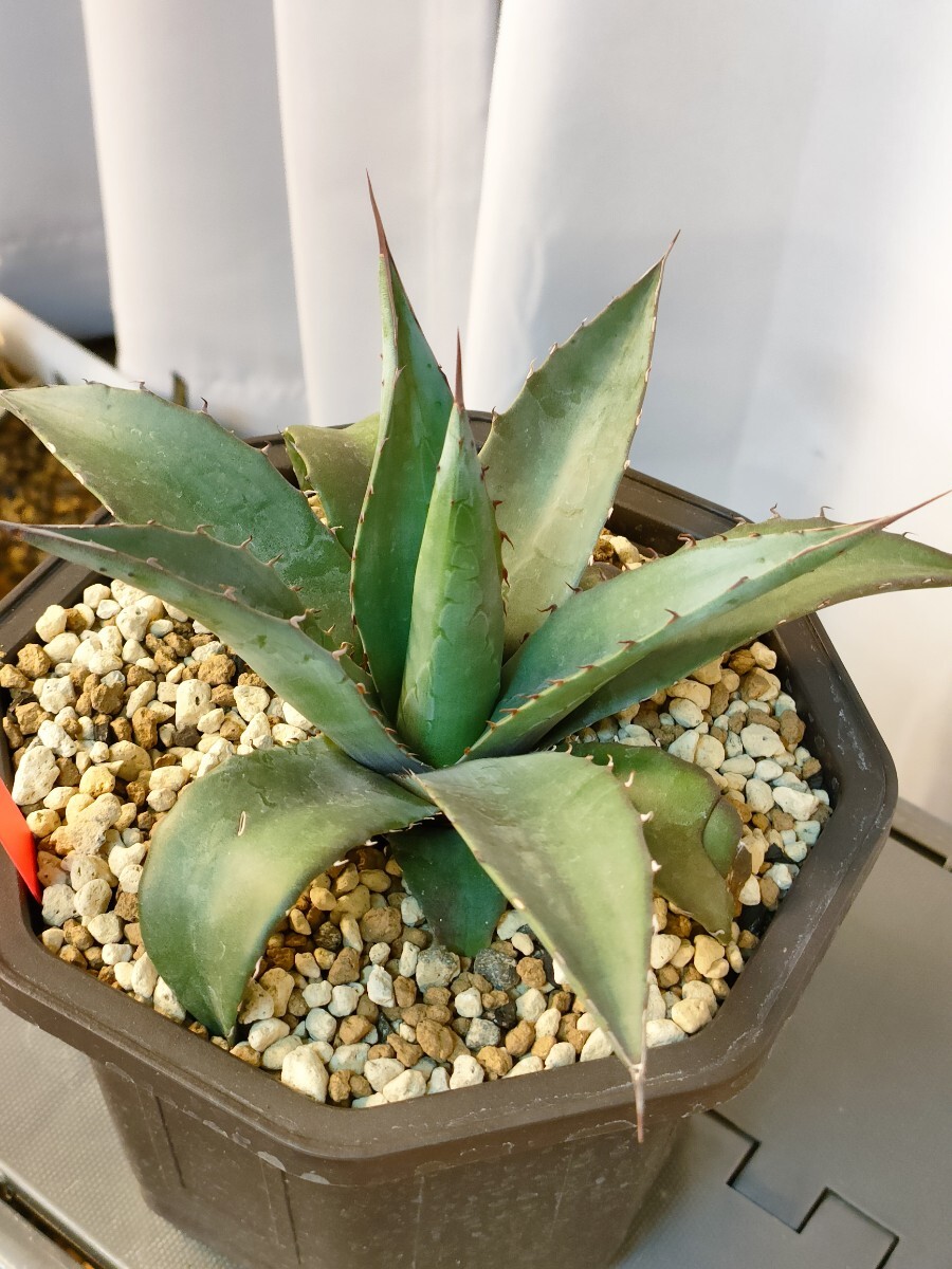 Agave colorata アガベ コロラータ 白岳殿 武蔵坊 アガベ コロラータ