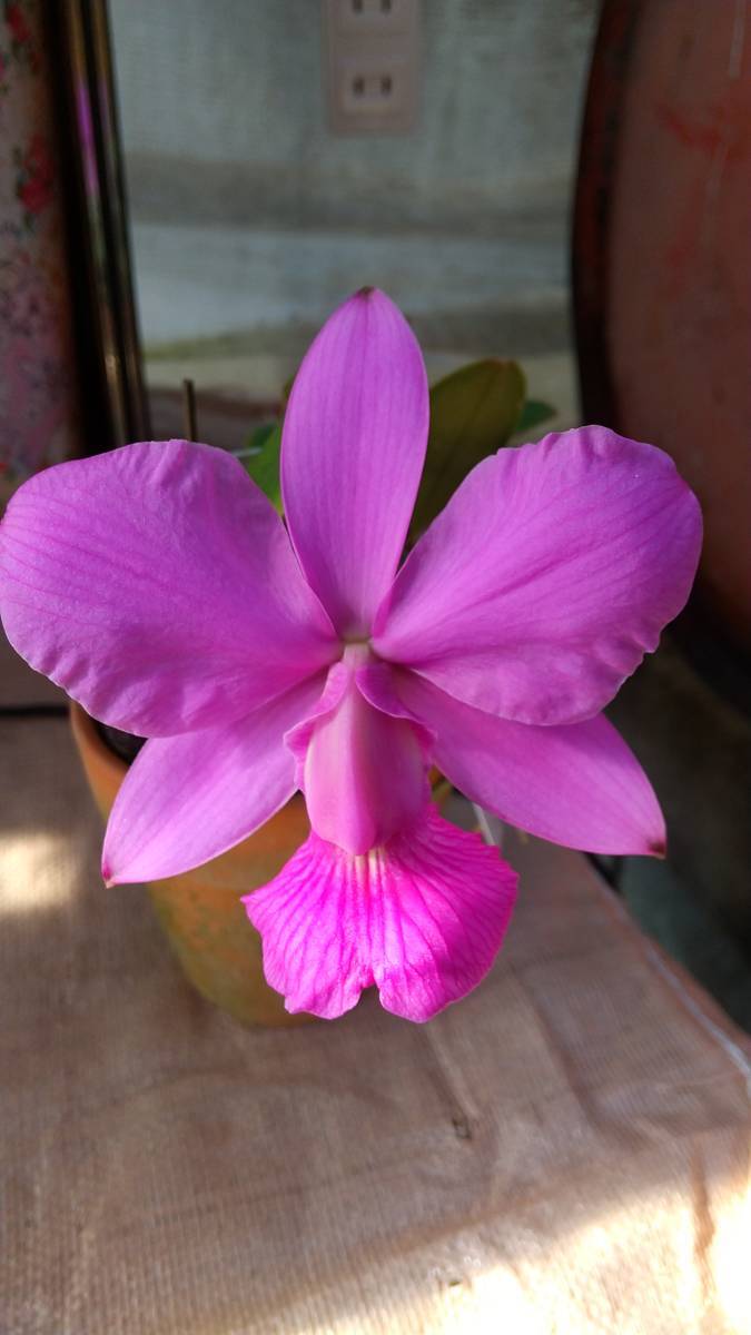 新品】☆洋蘭☆原種☆カトレア☆Cattleya walkeriana f.aquinii 'Gifu