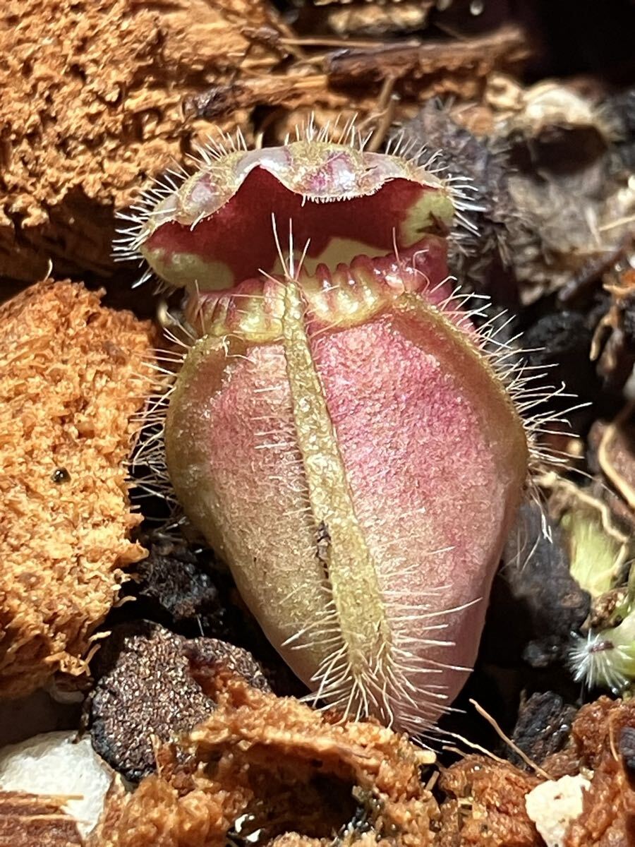 食虫植物 観葉植物 山野草 Cephalotus follicularis (Hummers Giant