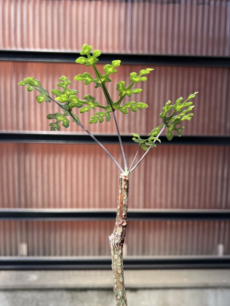 植物】アデニア ペリエリ Adenia perrieriの落札情報詳細 - Yahoo