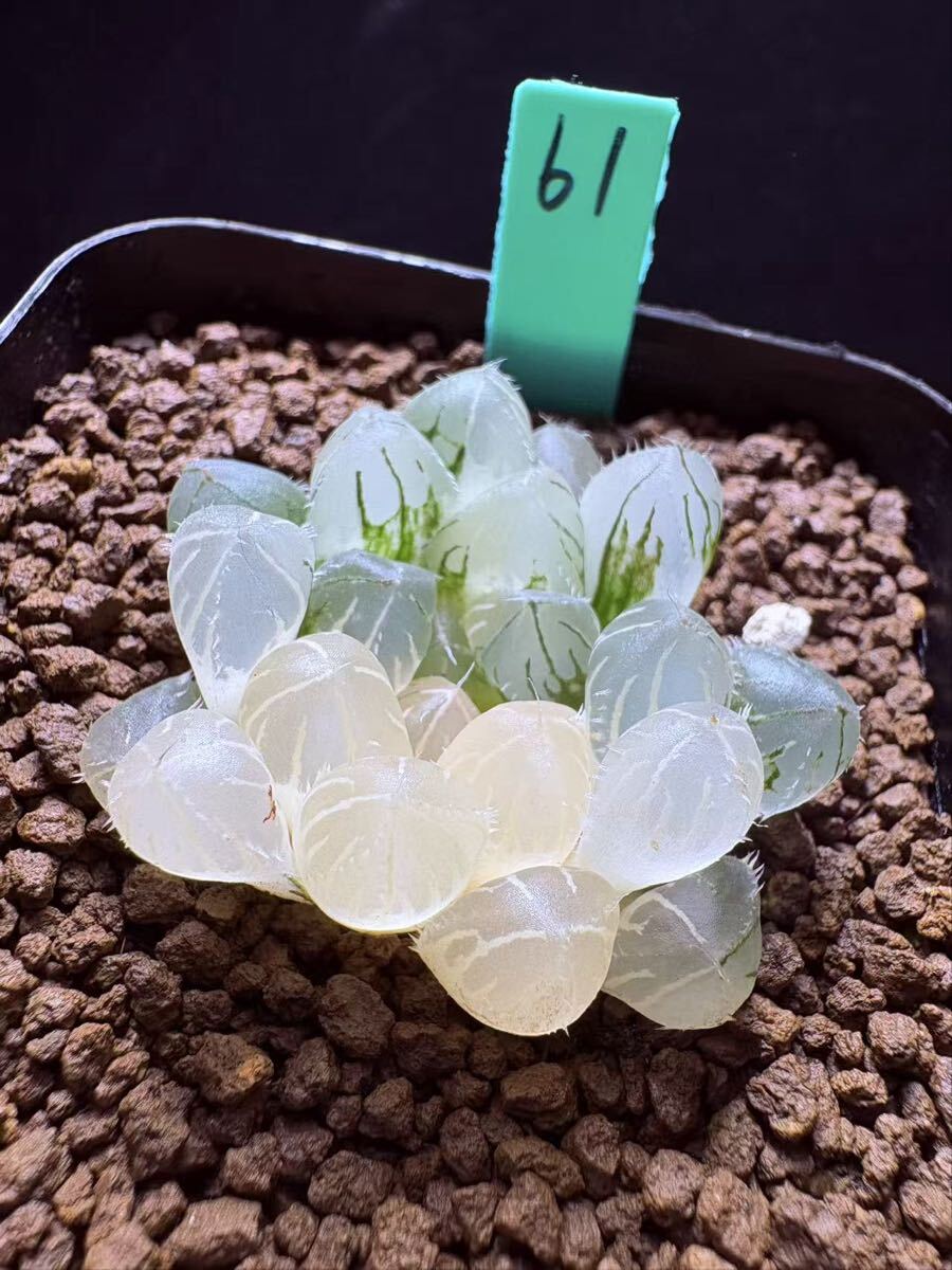 特大ブルーレンズオブツーサ ☆ ハオルチア ☆ 多肉植物の落札情報詳細