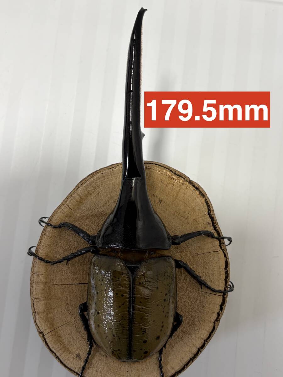 中古】新甲虫王者ムシキング PR-067 ヘラクレスオオカブト 懸賞当選4枚