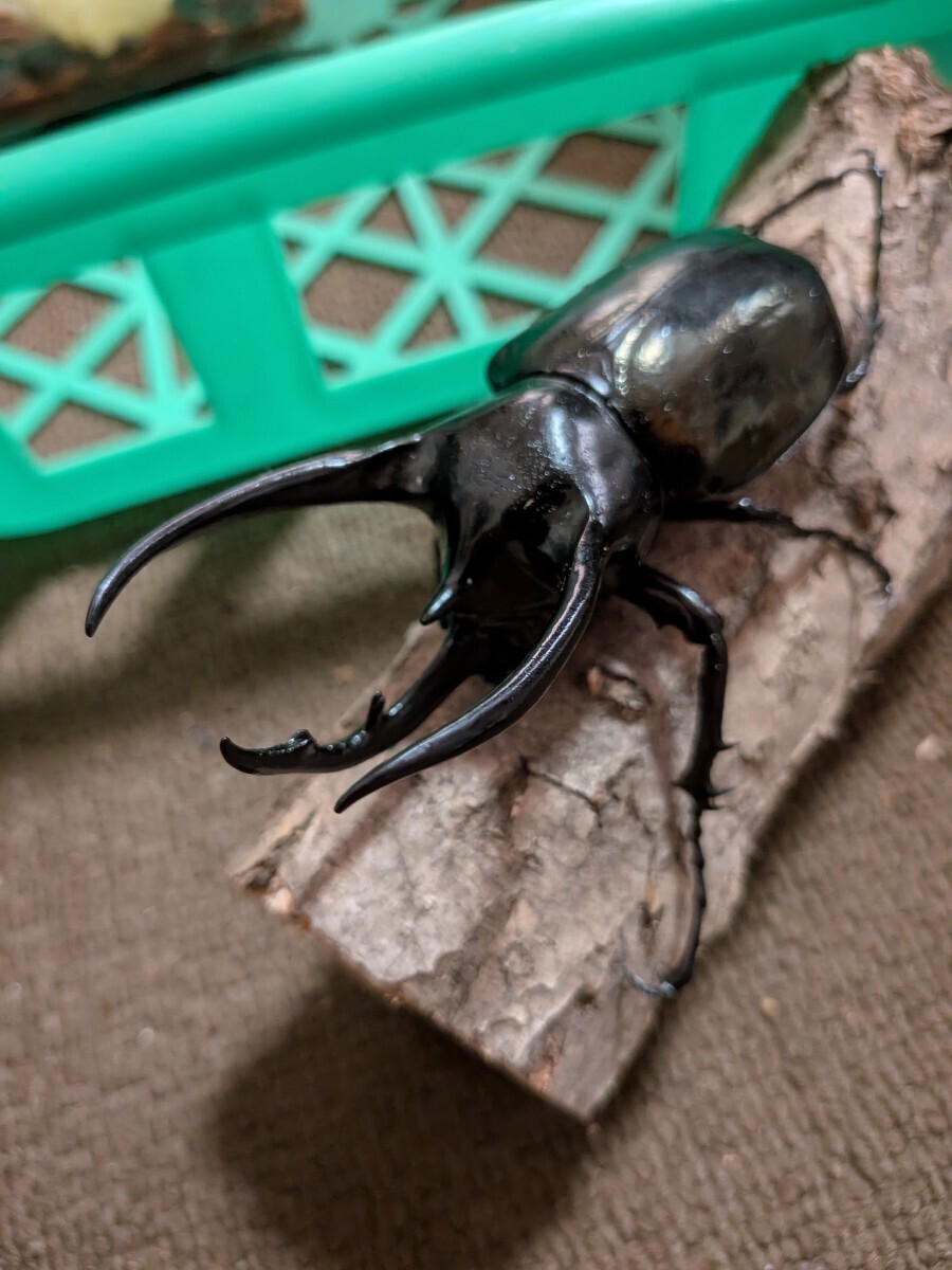 中古】【標本】短角大型コーカサスオオカブト（ssp janssensi