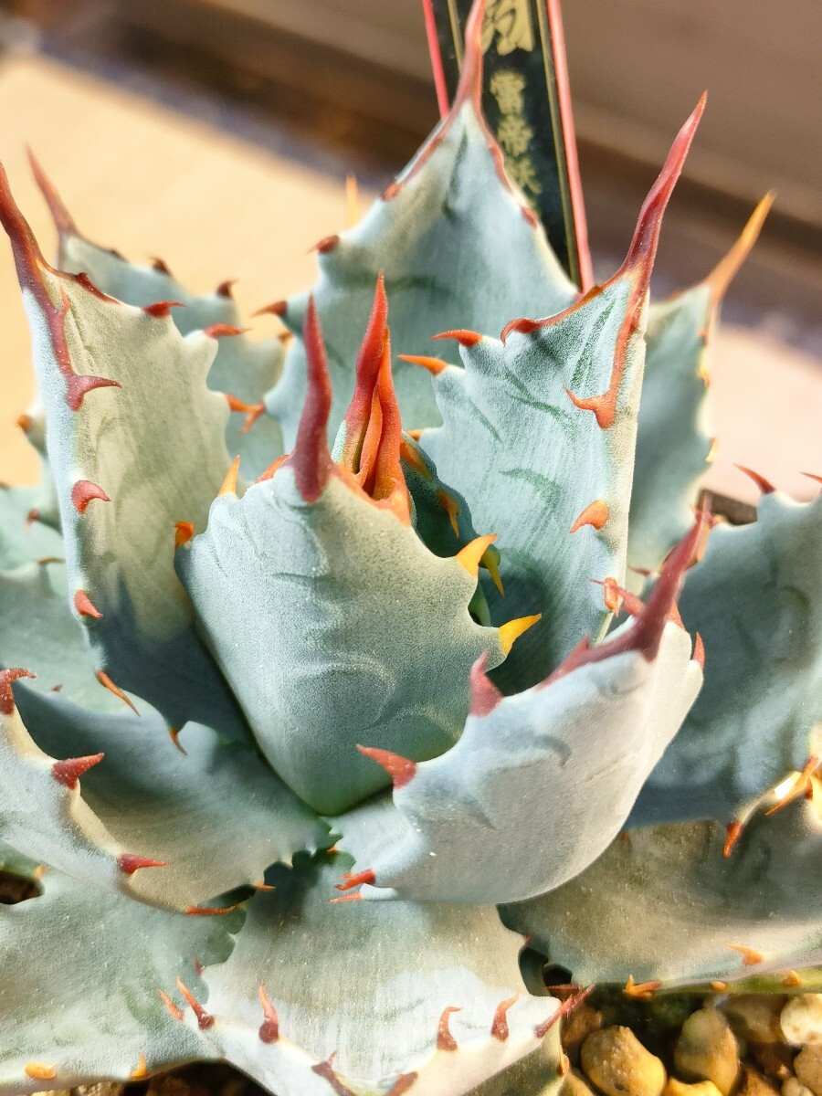 新品】特選抜株 連棘 幅広葉 Agave isthmensis / アガベ
