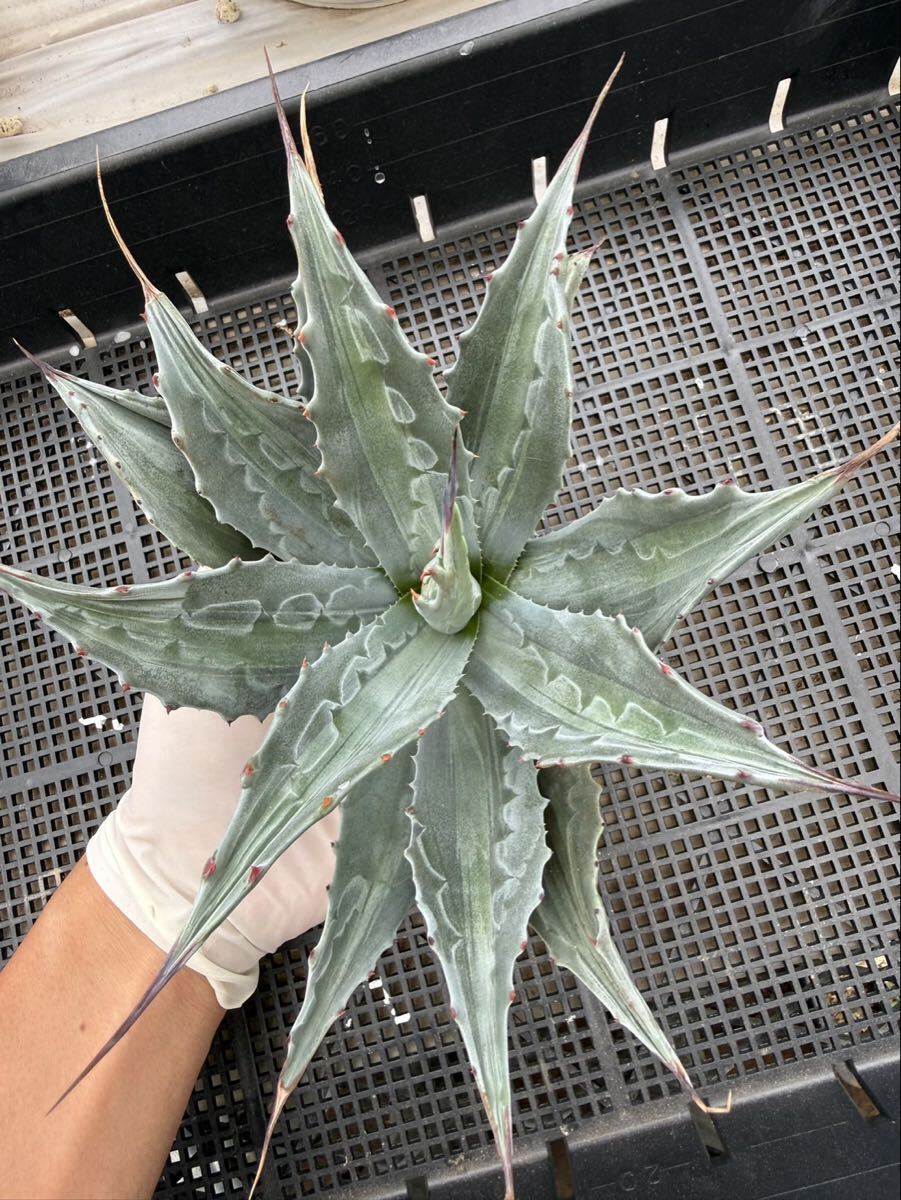 Agave アガベ モンタナ うねり 大株の落札情報詳細 - Yahoo