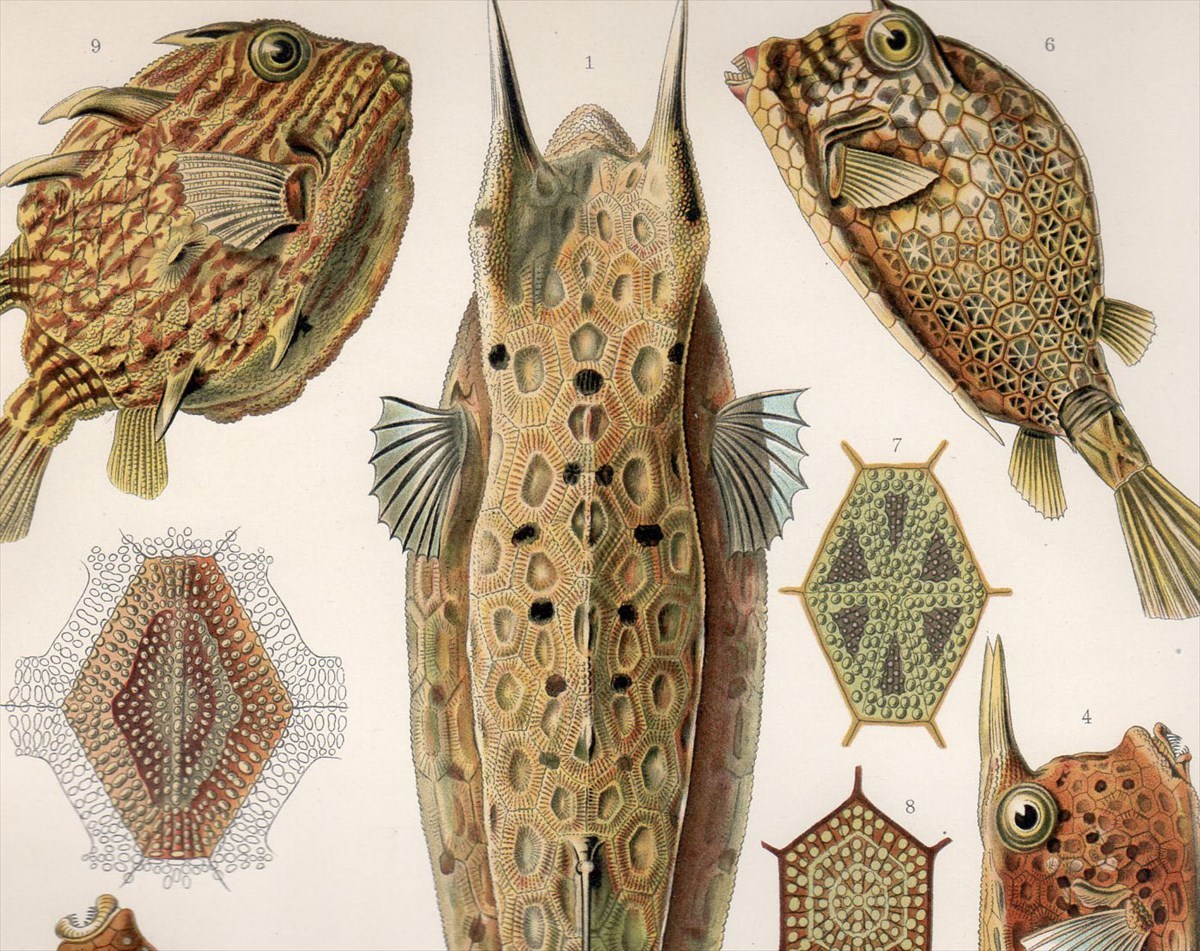 1900年 ヘッケル 生物の驚異的な形 大判 Pl 42 ハコフグ科 コンゴウフグ ツノハコフグ ラクダハコフグ 博物画 の落札情報詳細 ヤフオク落札価格情報 オークフリー スマートフォン版