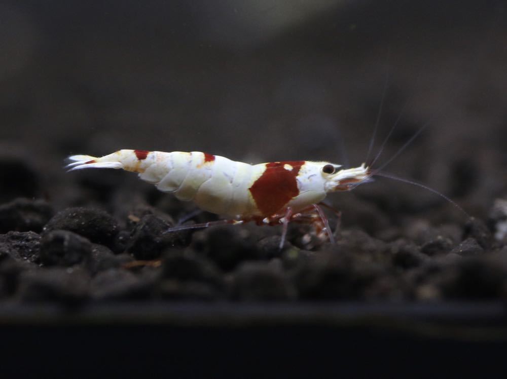 花丸水産 レッドビーシュリンプ 私のハイグレード ワンペア の落札情報詳細 ヤフオク落札価格情報 オークフリー スマートフォン版