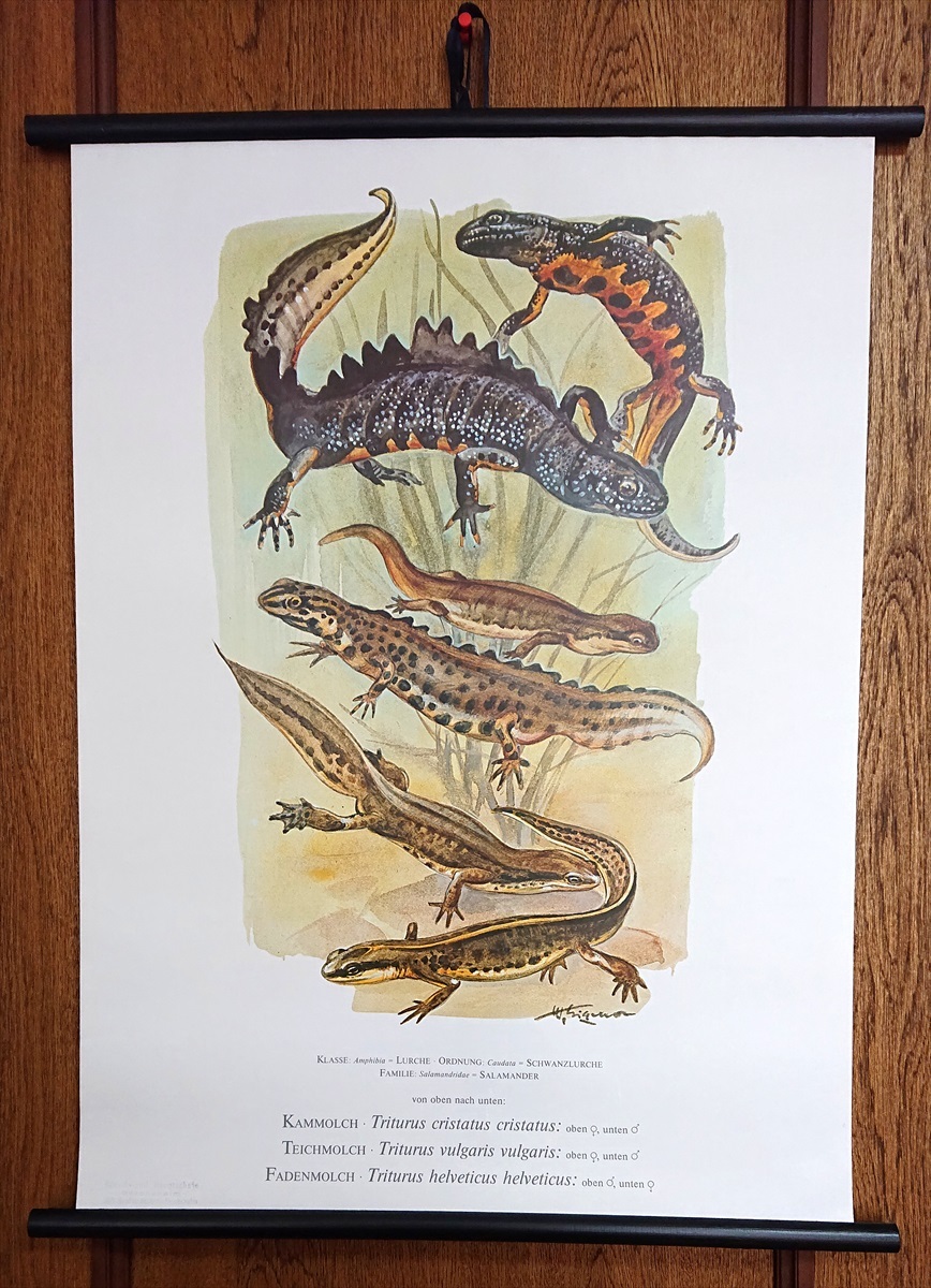 1970 ヴィンテージ 学習用教材 イモリ科 ホクオウクシイモリ スベイモリ ヒラユビイモリ 博物画 ウォールチャート 壁掛け の落札情報詳細 ヤフオク落札価格情報 オークフリー スマートフォン版