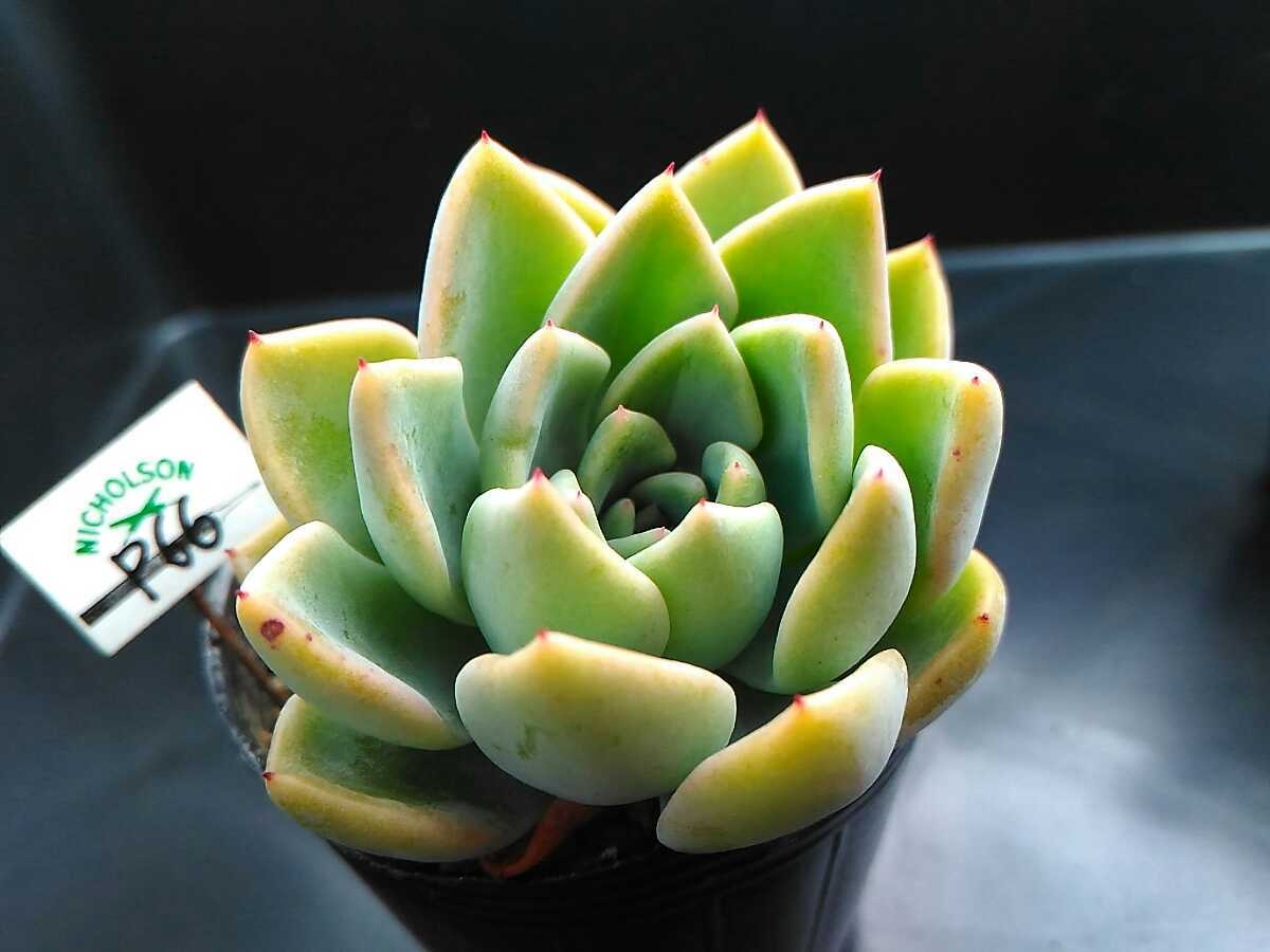 P66 実生 相府連 ザラゴーサ エケベリア 多肉植物 の落札情報詳細 ヤフオク落札価格情報 オークフリー スマートフォン版
