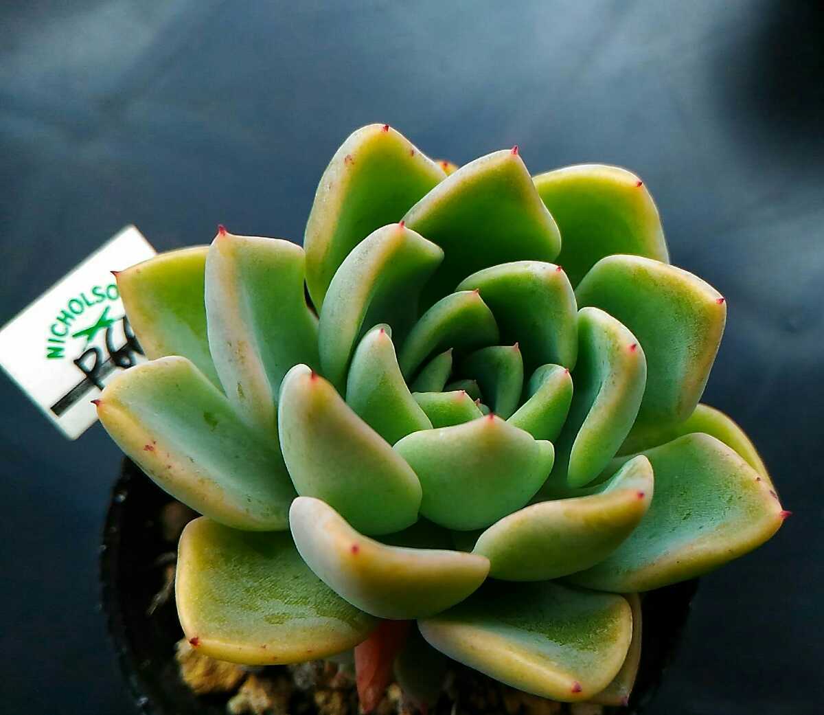 P66 実生 相府連 ザラゴーサ エケベリア 多肉植物 の落札情報詳細 ヤフオク落札価格情報 オークフリー スマートフォン版