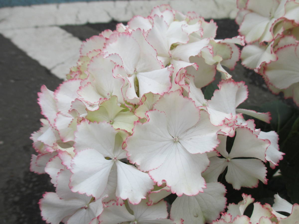 新品 ｈ 015 ブリーディングセレクション紫陽花 アネラ 大栄花園さん育種 希少 5号 超おすすめ の落札情報詳細 ヤフオク落札価格情報 オークフリー スマートフォン版