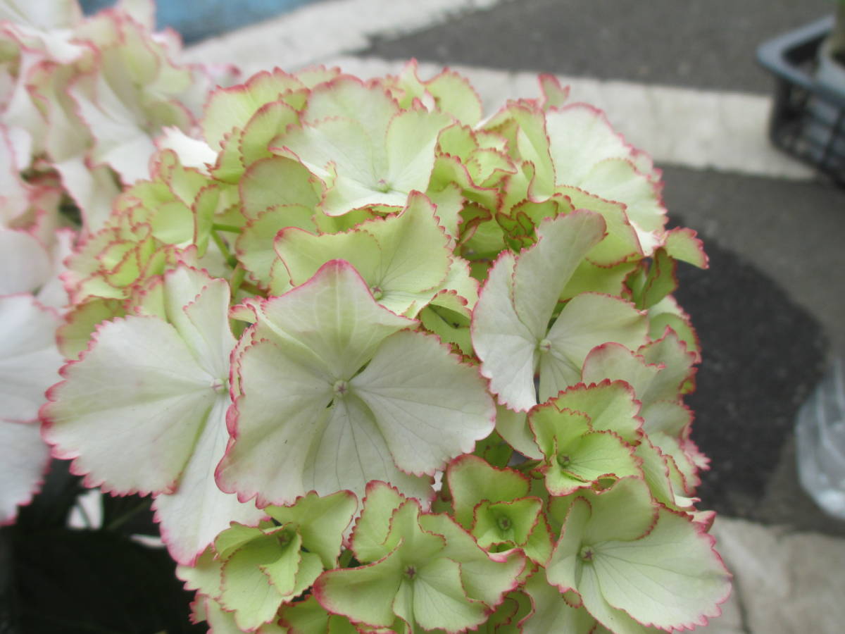 新品 ｈ 015 ブリーディングセレクション紫陽花 アネラ 大栄花園さん育種 希少 5号 超おすすめ の落札情報詳細 ヤフオク落札価格情報 オークフリー スマートフォン版