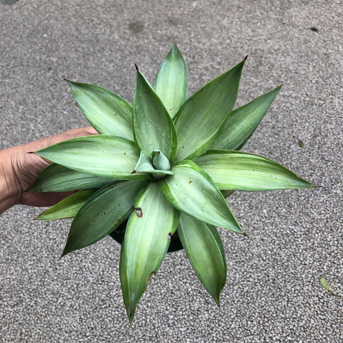 希少株 Agave 'Quicksilver' アガベ クイックシルバー 子株 1枚目は