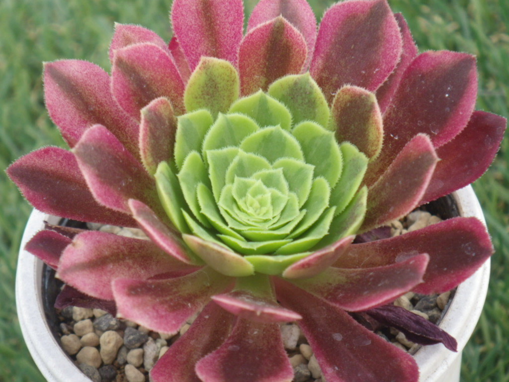 多肉植物 アエオニウム属 フェスティバル 鉢サイズ60ｍｍ の落札情報詳細 ヤフオク落札価格情報 オークフリー スマートフォン版