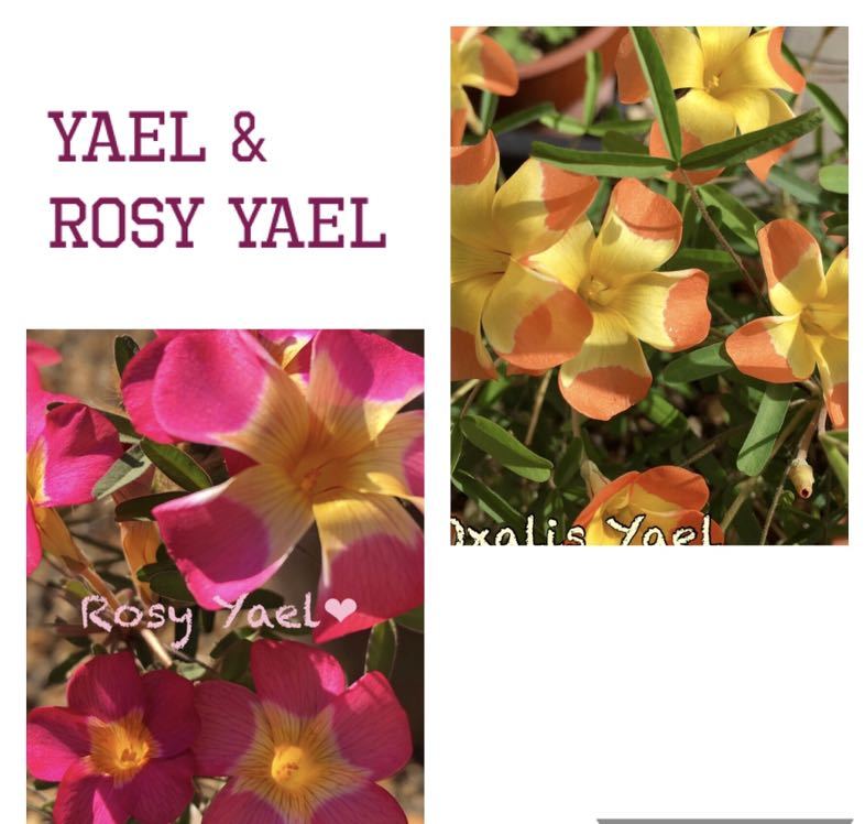 Oxalis Yael Rosy Yael オキザリス ヤエル 3球と ロージーヤエル 1球 セット売り 開花見込み 球根 の落札情報詳細 ヤフオク落札価格情報 オークフリー スマートフォン版
