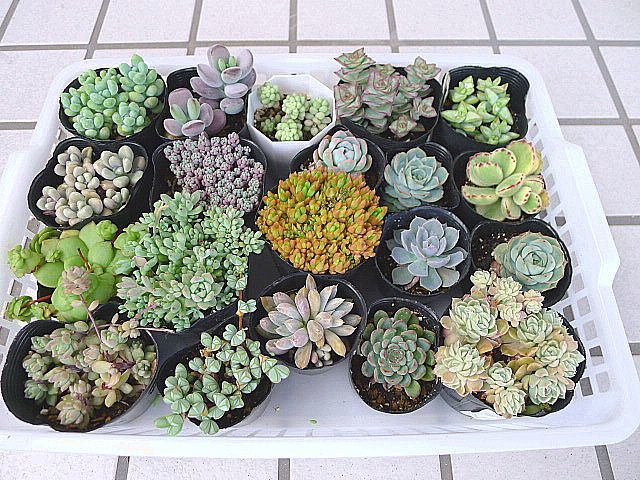 多肉植物 20種 碧魚連 織姫 大型姫星美人 寄せ植え の落札情報詳細