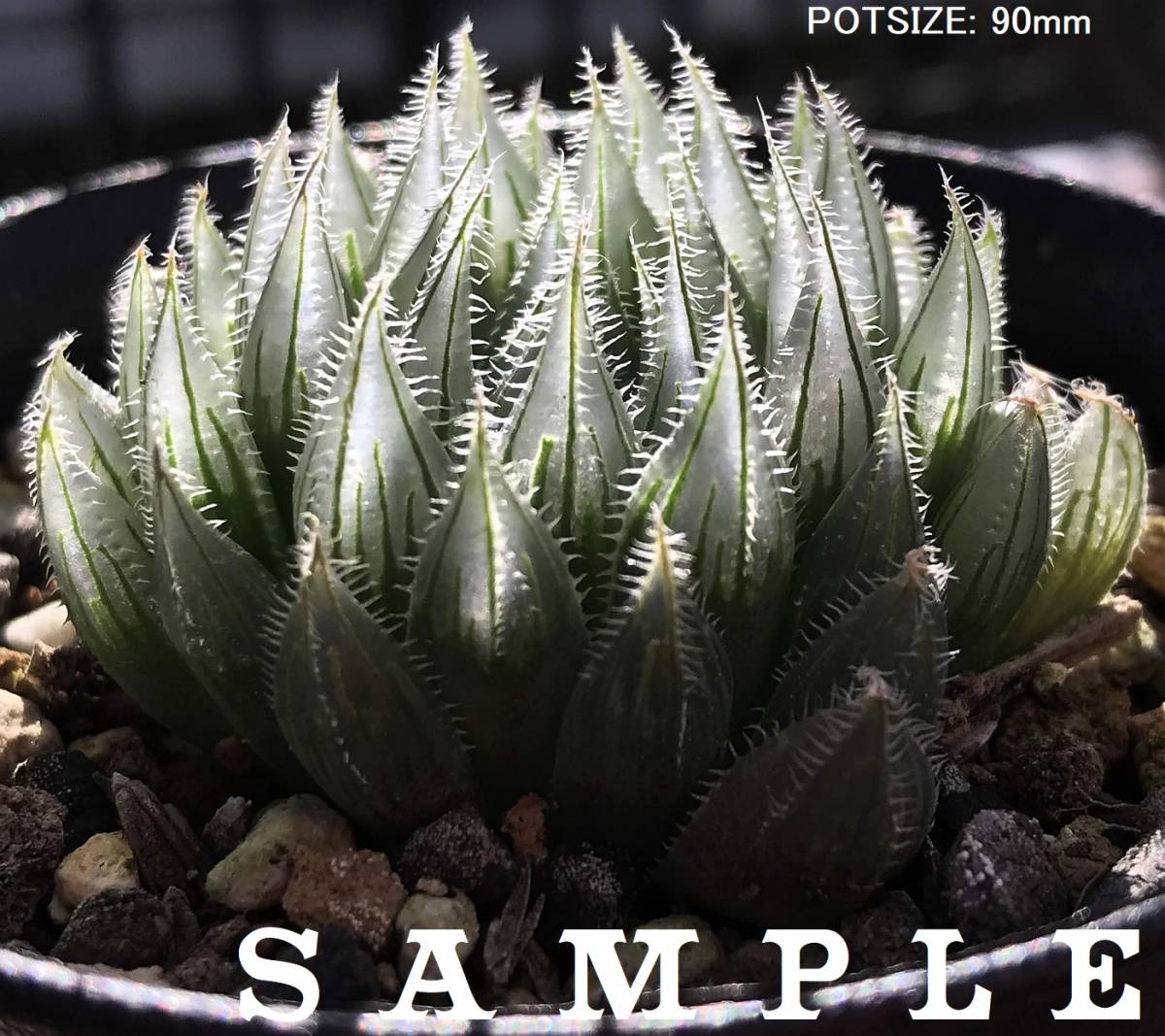 新品】H.gordoniana MBB6553 Zuurbron TL (H.cooperi 'gordoniana